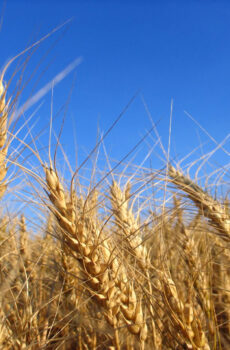 Grano